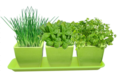 Healthy Kitchen Herb Trio Grow Kit Grow a Herb Garden